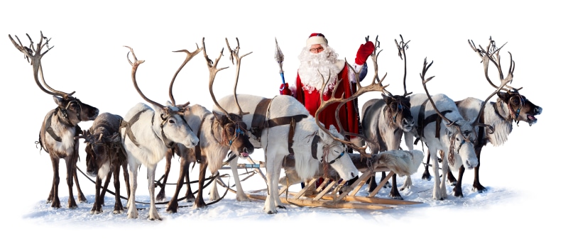 nature, vertebrate, snow, celebration, group of animals, 5K, domestic animals, animal wildlife, white, santa, winter, Santa Claus, people, cold temperature