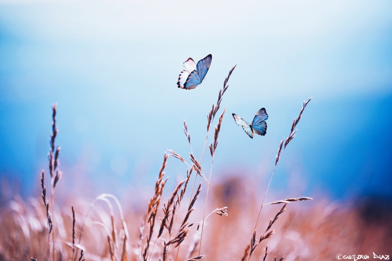 butterfly, Photomanipulation, morpho, Colorful, two, Composite, meadow, 5K, We are, Nature, Photoshop, Wheat, Campo, plant, summer, outdoors, Butterflies