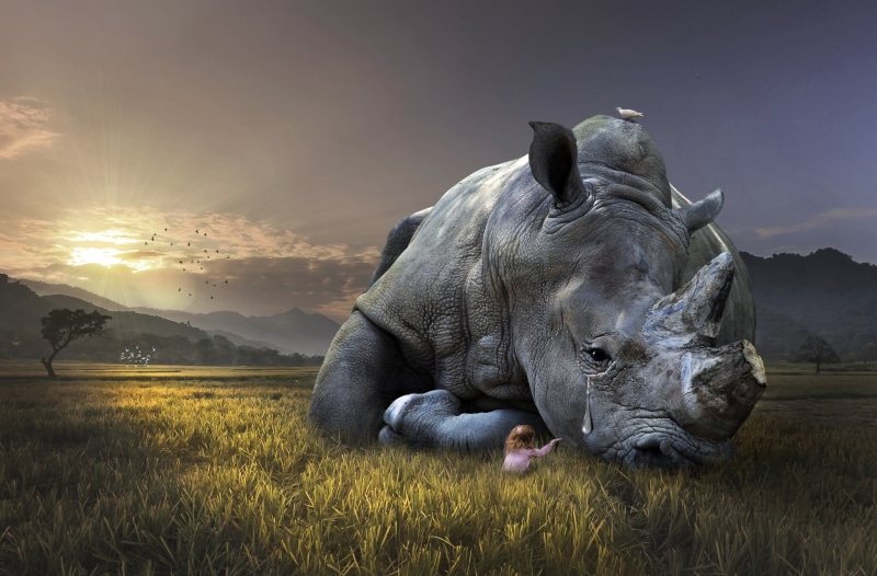 Scene, extinction, animal, scenics - nature, Helping, 2K, sorrow, animal themes, endangered, horn, earth, SaveTheAnimals, vertebrate, child, SaveTheEarth