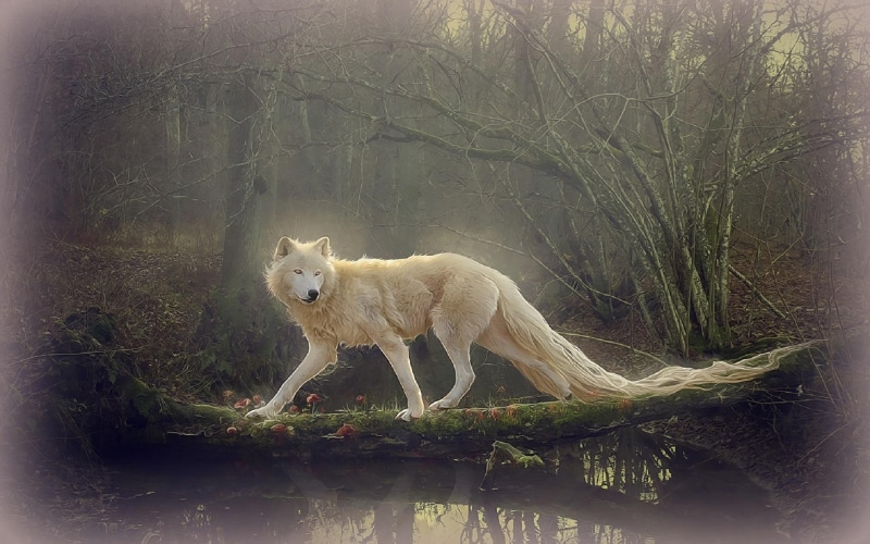 white, 1080P, lovely, beaut, softness-beauty, swamp, weird-things-people-wear, dogs-lovers, beautiful, trees, photomanipulation, wolf