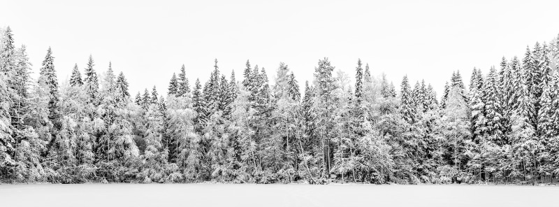 pine, Seasons, Style, White, nature, ice, nikkor, no people, Cold, kuopio, Tranquility, vuorilampi, location, kolmisoppi, Finland, Trees, plant