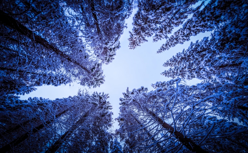 beauty in nature, Nature, growth, d800, vuorilampi, plant, day, looking, location, latvustie, Blue, outdoors, 5K, kuopio, branch, cold temperature, low angle view