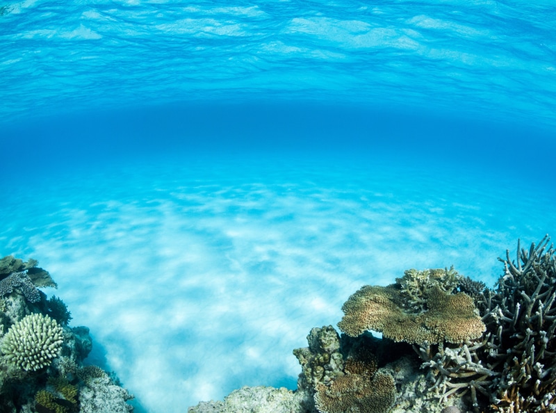 sea life, Coral, body, undersea, destinations, marine, Asia, Islands, Summer, land, Earth, scenics - nature, no people, Underwater, nature, ishigaki, Digital