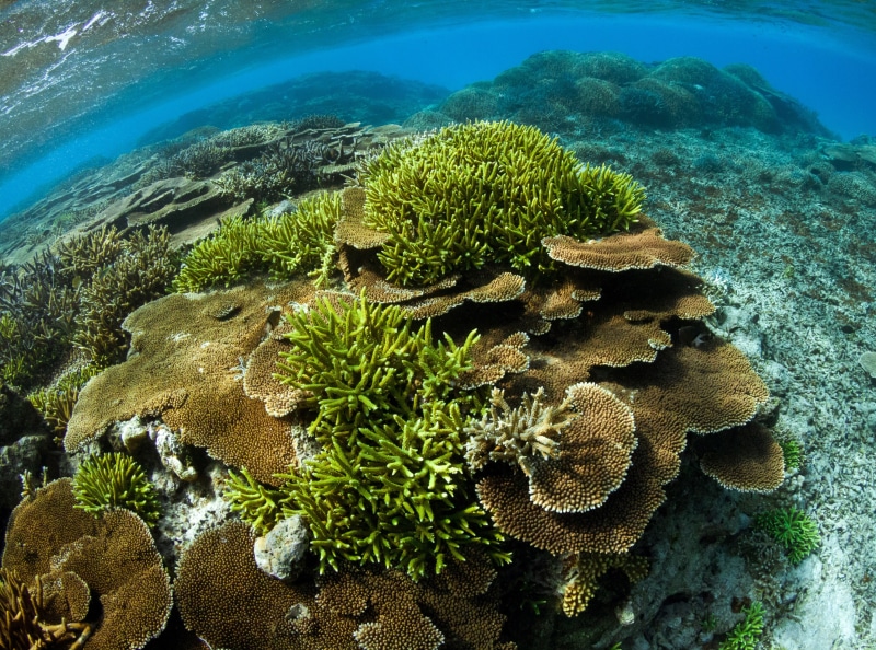 green, no people, Light, Paradise, diving, Asia, Cyan, sea, Islands, Vacation, beauty in nature, Blue, animal themes, outdoors, animals in the wild, destinations