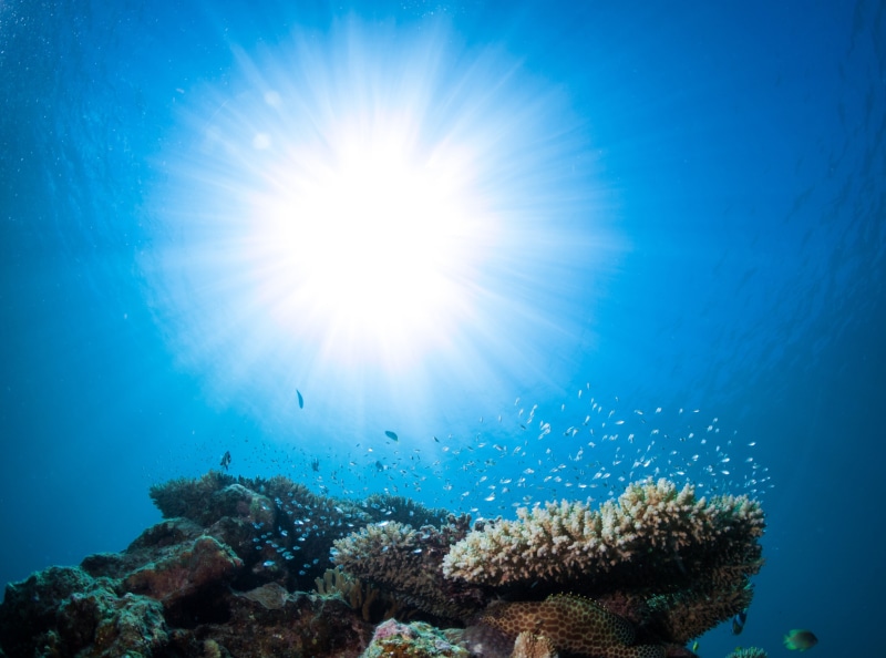 animal wildlife, animals, nature, reef, unique, Japan, Tropical, sunlight, coral, Water, bright, Island, Islands, Waterscape, destinations, sun, ecosystem