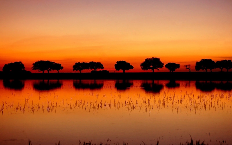 idyllic, hours, plant, orange color, silhouette, non-urban scene, romantic sky, trees, sky, tree, landscape, tranquility, golden, waterfront, tranquil scene