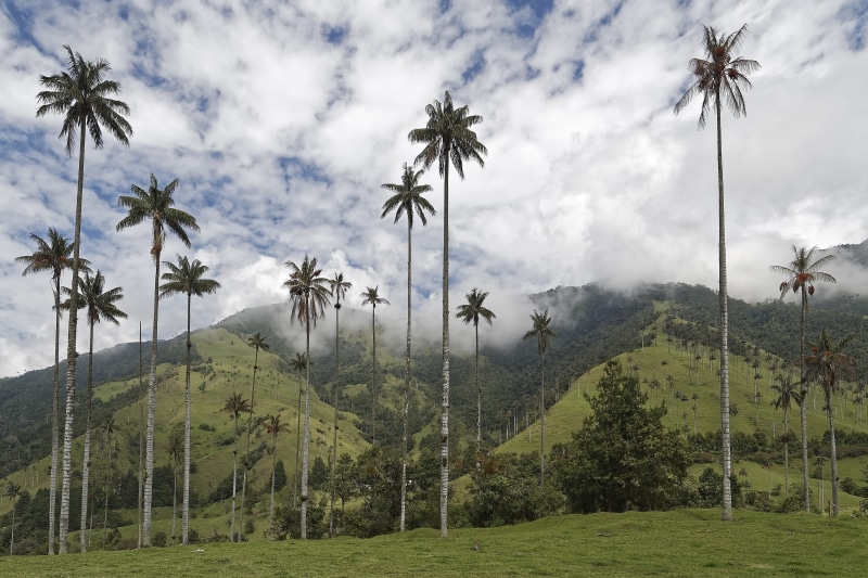 outdoors, non-urban scene, tree, tropical climate, mountain, wax palm trees, colombia, landscape, nature, growth, coconut palm tree, valle del cocora, sky