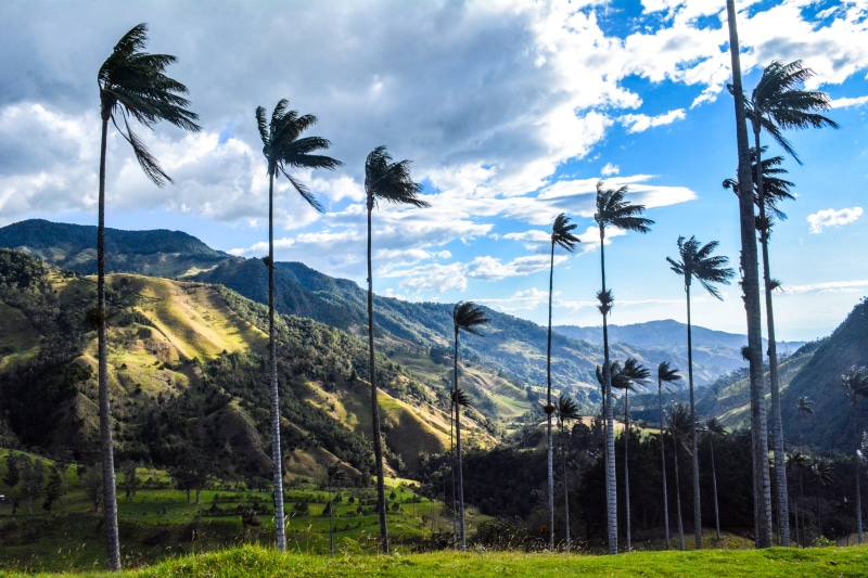 cloud - sky, tropical tree, mountains, outdoors, land, palmas, colombia, palm, beauty in nature, sky, coconut palm tree, plant, environment, tropical climate