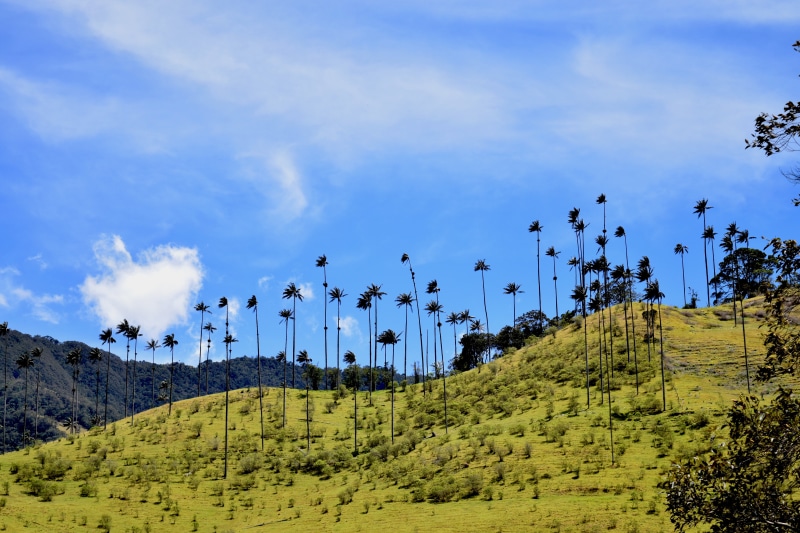 idyllic, green color, leafed, salento, growth, silhouettes, trees, tree, cocora, environment, palma, plant, land, scenics - nature, outdoors, mountain peak