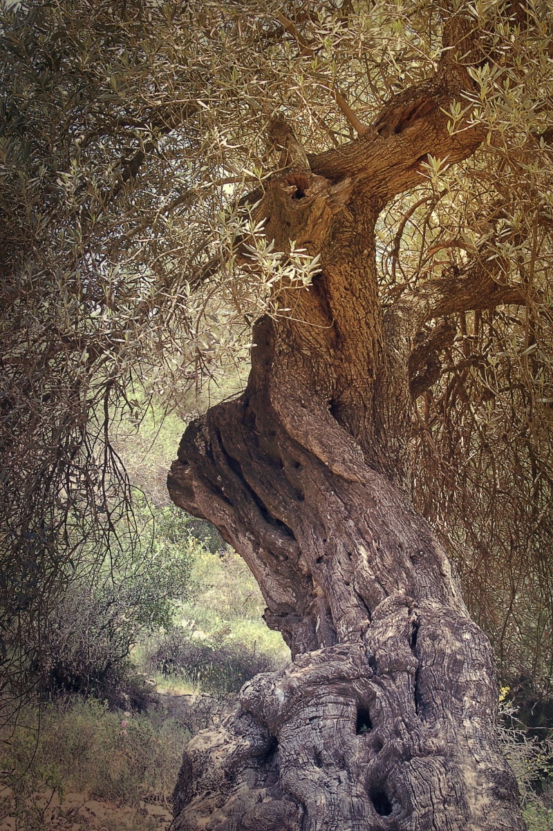 growth, olive, branch, religion, trunk, solid, textured, historical, forest, land, plant, bark, jerusalem, tree, old, rock, tranquility, tree trunk, holy
