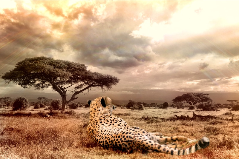 wildlife, cheetah, lying, wild animal, color, no people, tree, animal welfare, environment, feline, undomesticated cat, animals in the wild, photo, animal world