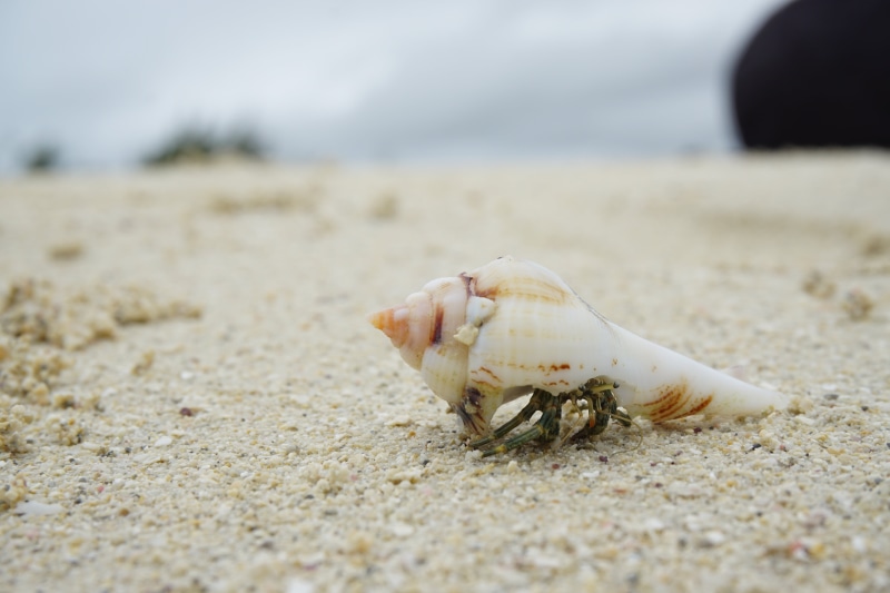 crab, no people, hermit crab, water creature, sea life, crustaceans, macro, animal shell, selective focus, shell, shore, land, beach, cancer, day, white