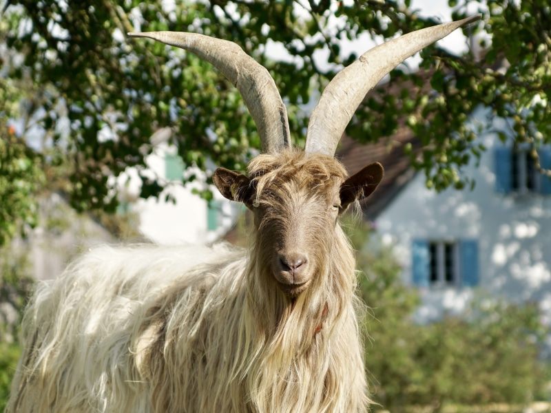 pet, focus, outdoors, domestic animals, public record, creature, goatee, fur, mammal, pro specie rara, goat buck, goat, sheep, one animal, day, domestic