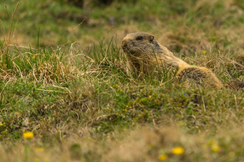 summer, mammal, land, alpine, dentai records, brown, underwater, funny, animal wildlife, no people, selective focus, outdoors, fur, 2K, plant, animal world