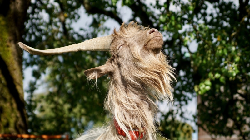 domestic animals, male, vertebrate, mammals, livestock, pro specie rara, beige, one animal, horned, goat buck, animal hair, animal, close, tame, tree, pet