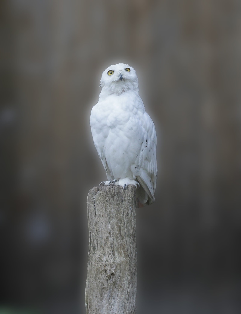 beautiful, owl, snowy owl, white, day, no people, post, wood - material, one animal, portrait, tree, animal themes, outdoors, harry potter, bird, white owl