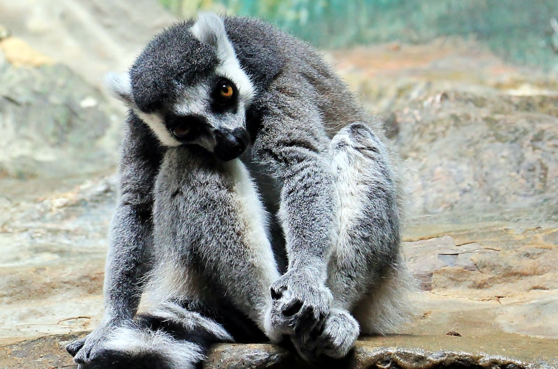 thoughtful, ring-tailed Lemur, no people, wildlife, lemur, endangered Species, animal wildlife, focus on foreground, sitting, imprisoned, full length, vertebrate