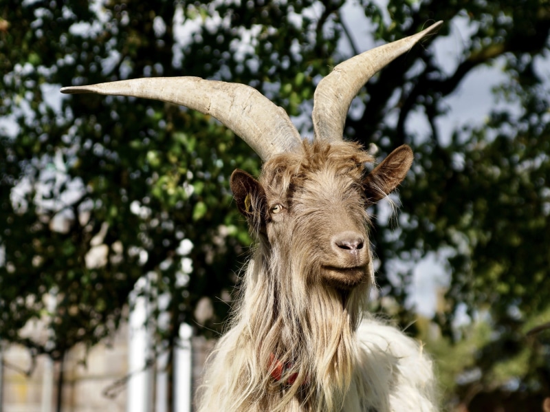 animal, photo, goat buck, selective, fur, animal body part, pet, one animal, animal hair, livestock, bock, animal themes, animal head, focus, brown, public record