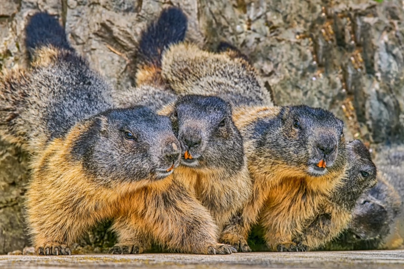 zoo, vertebrate, ground, hamsters, brown, animal body part, whisker, togetherness, animal world, alpine marmot, nature, rock, interested, 2K, dentai records