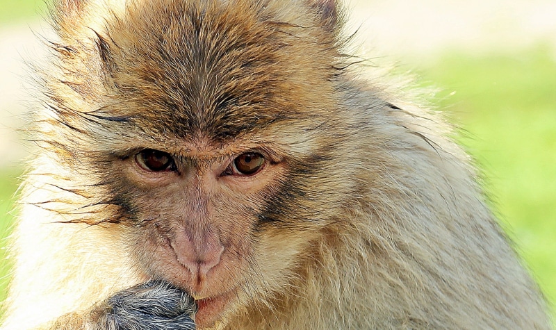 thoughtful, enjoy the sun, animal body part, creature, animal world, Barbary Ape, wild animal, looking at camera, exotic, animal Hair, wildlife, animal wildlife