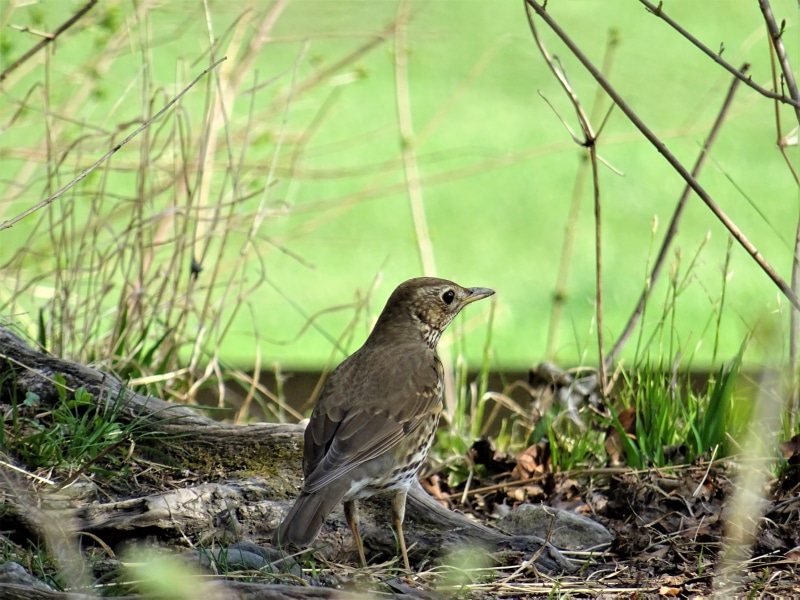 animal, plumage, green color, deciduous forest, growth, one animal, animal themes, plant, natural tree trunk, focus on foreground, bird, grass, close, water