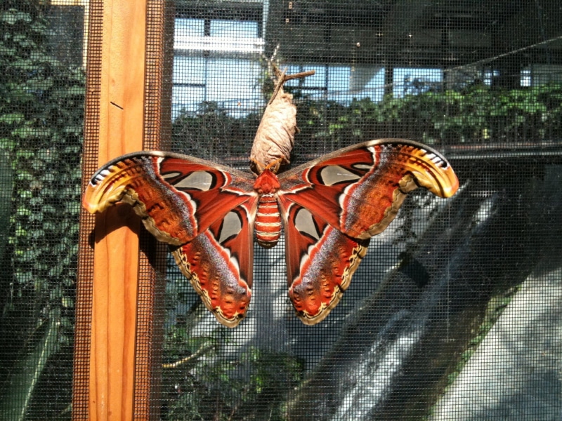crustacean, nature, saturniidae, day, Atlas Moth, animals in the wild, large, orange color, window, 1080P, Attacus Atlas, record, no people, Butterfly