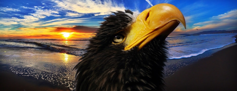 animal world, emotion, eagle, animal portrait, ocean, raptor, photo, animals in the wild, plumage, close-up, animal body part, portrait, sunset, animal recording