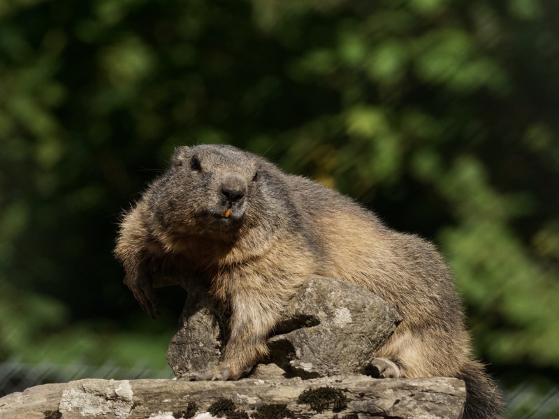 rodent, animal world, focus on foreground, fur, zoo, forest, rock, outdoors, vertebrate, alpine, rock - object, wildlife park, tree, animal, no people