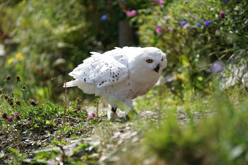 night active, raptor, mautern, white, wild mountain, dove - bird, shallow, 5K, land, bird of prey, beauty in nature, one animal, growth, wildlife, bird