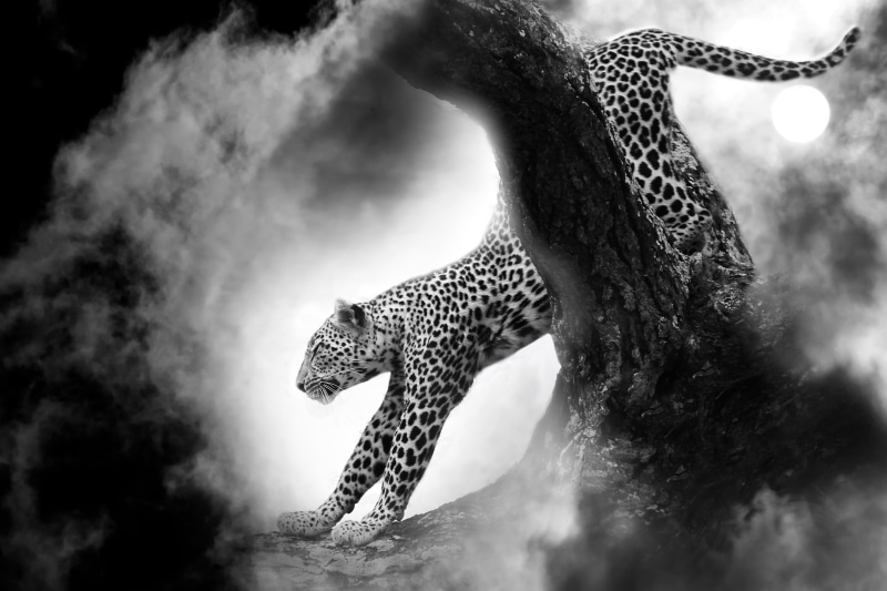 safari, creature, animals hunting, south africa, nature, feline, animal world, leopard, one animal, mammal, animal themes, no people, wild, spotted, head drawing