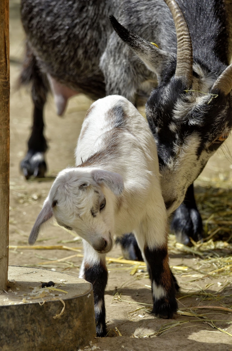 nature, lambs, animal world, focus on foreground, mammals, three animals, Young Animal, Animal, lying, animals in the wild, pets, mammal, animal family
