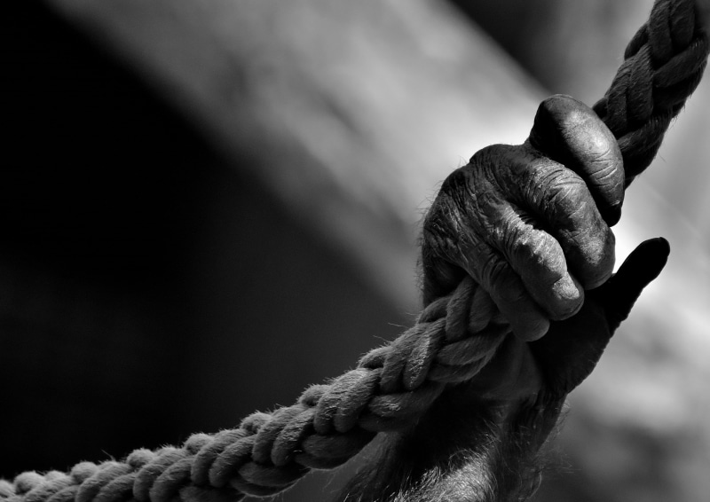 tied up, primate, 2K, metal, hand, black and white, animal, monkey, animal recording, human hand, grayscale, tied knot, day, holding, rope, animal world