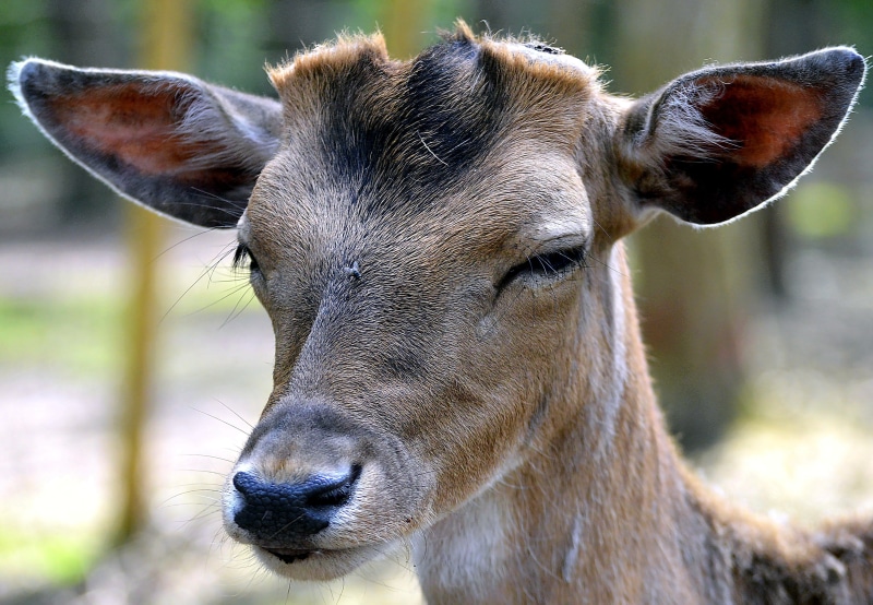 recording, wild animal, fallow deer, photograph, nature, camera, focus on foreground, fencing, animal body part, enclosure, snout, wild, creature, outdoors