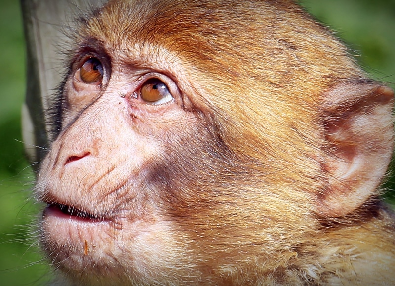portrait, one animal, focus on foreground, animal recording, primate, animal mouth, dreamy, wildlife photography, astonished look, perplexed, animal eye