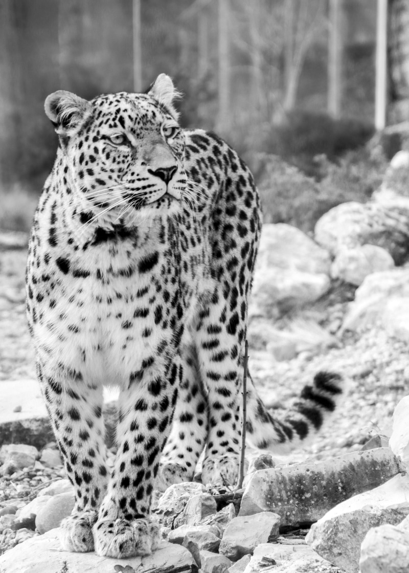 elegant, zoo, leopard, wallpapper, spotted, no people, animal markings, mieze, animals in the wild, cheetah, attention, expression, big cat, Persian Leopard
