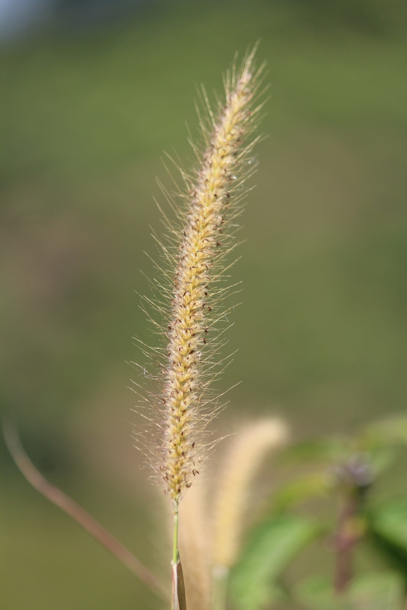 nature, sunlight, india, plant stem, vulnerability, close-up, tamil nadu, selective focus, no people, stalk, grass, botany, beauty in nature, growth, tranquility