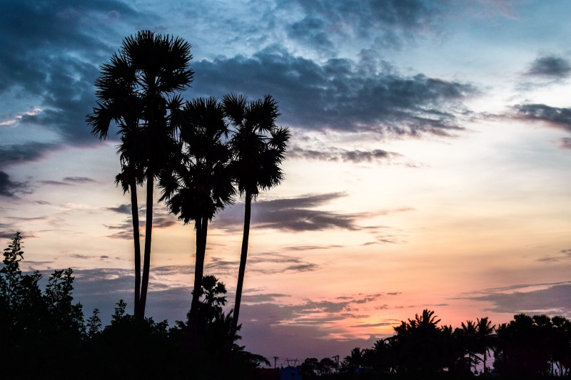 tamil nadu, 5K, forest, coconut palm tree, tree, no people, orange color, idyllic, plant, tropical climate, india, nature, silhouette, dramatic sky, tropical tree