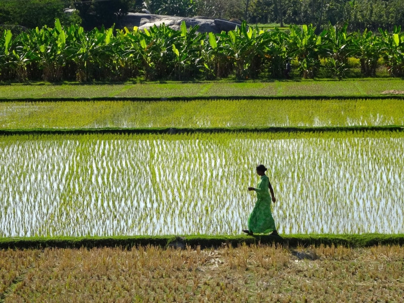 standing, india, farmer, plant, real people, tranquility, beauty in nature, land, grass, outdoors, day, tamil nadu, nature, one person, field, farm, growth