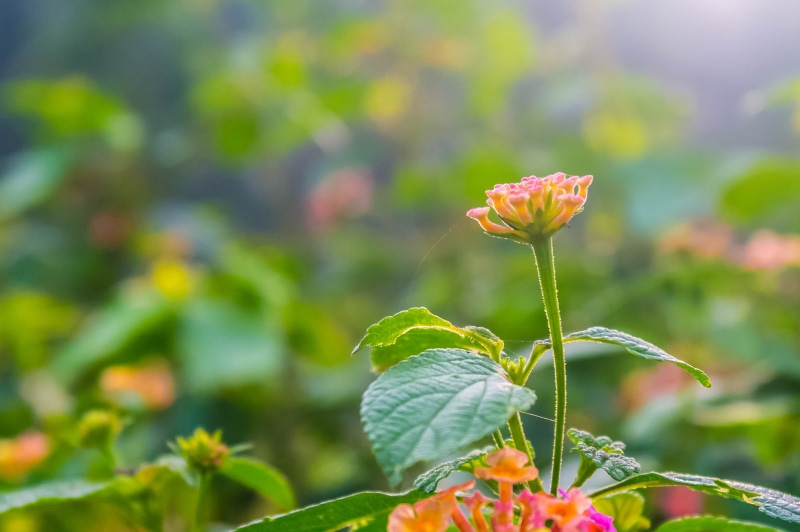 Leaf, 2K, Kumaravel, India, Samsung NX100, DOF, Kumar, Lantana Camara, Crop, camara, Sirumalai, Legacy, close up, lantana, summer, daytime, close, Flower