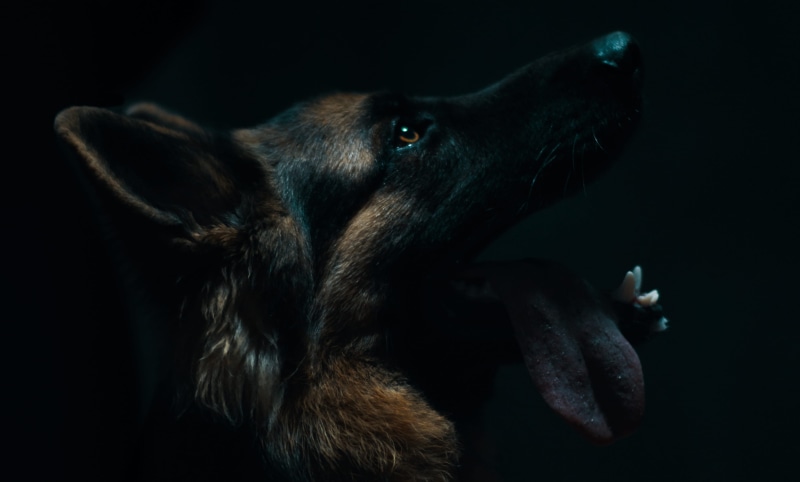 tamil, pez dispenser, looking, lovable, animal body part, vertebrate, wolf, german shepherd, canine, animal themes, mansbestfriend, snout, 4K, mammal