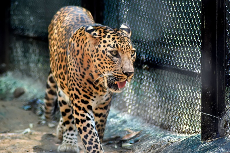 whisker, undomesticated cat, animals in captivity, day, mouth open, animal, animal markings, spots, zoo, visit, leopard, carnivora, animals in the wild