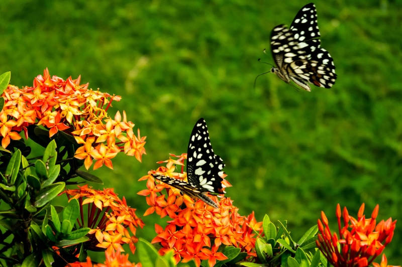 butterflies, animal, Flower, Crop, DOF, insect, Kumaravel, close, India, ECR, butterfly - Insect, summer, Samsung NX, Ixora, Samsung NX100, Closeup, honey