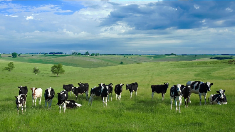 domestic, pets, cattle, livestock, outdoors, herd, nature, rural scene, natural milk in coimbatore, natural milk products in coimbatore, natural milk coimbatore