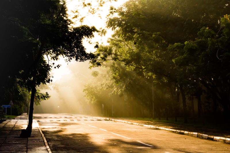 treelined, tranquility, india, day, plant, road, tree, 5K, morning, sign, sun, empty, sunlight, beauty in nature, the way forward, coimbatore, street