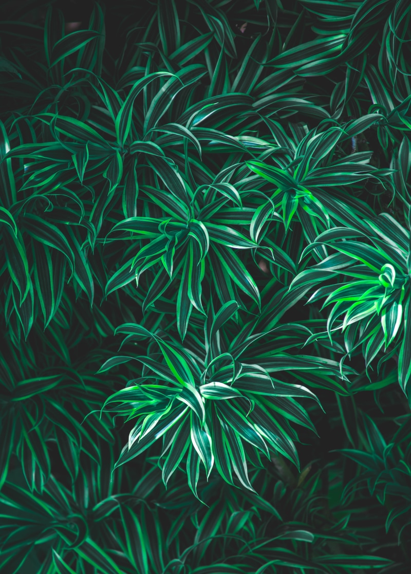 green color, 4K, turquoise colored, beauty in nature, tranquility, backgrounds, cluster, close-up, growth, underwater, coimbatore, green, high angle view