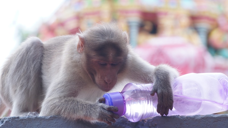 close-up, monkey, mammal, eating, nature, holding, forest, people, primate, animals in the wild, looking, india, wild, animal, focus on foreground, natural