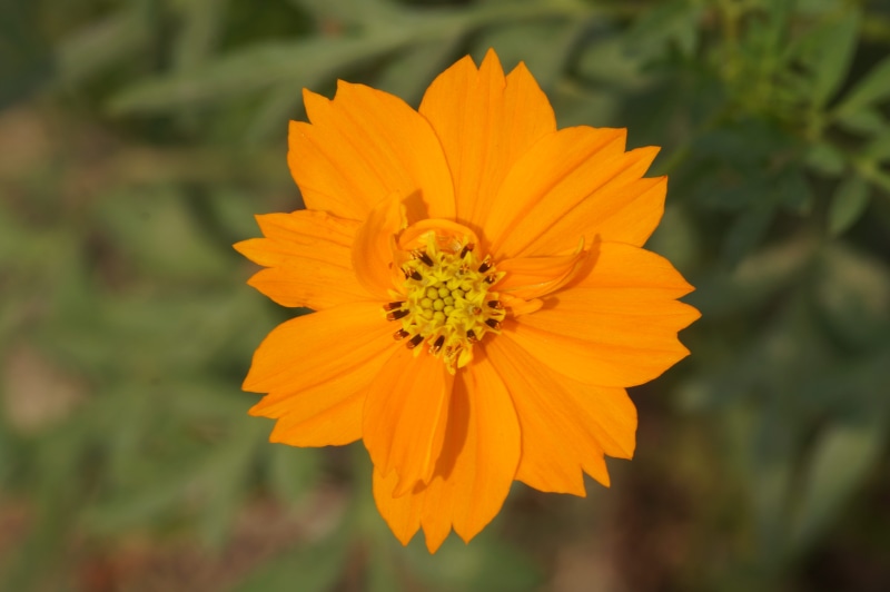 nature, garden, pollen, flower head, bloom, yellow, orange, fragility, orange color, 5K, beauty in nature, close-up, petal, photography, day, photo, vulnerability