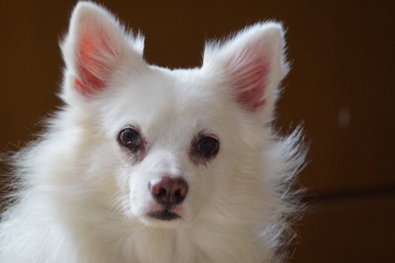 domestic animals, white color, animal, photo, animal head, pets, focus on foreground, mouth open, vertebrate, animal mouth, domestic, beautiful, dog, india