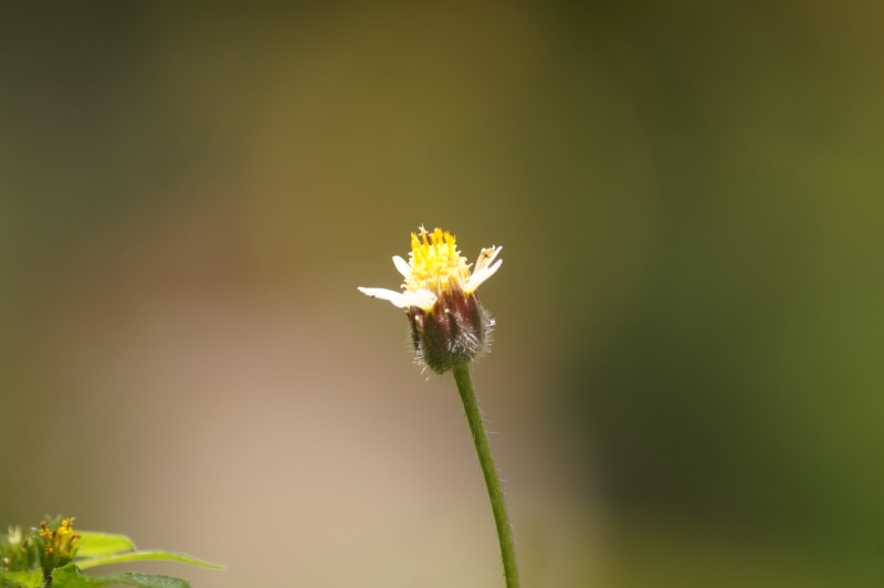 photo, photographer, flower head, no people, beauty in nature, metupalayam, nature, armature, flowering plant, day, outdoor, focus on foreground, green