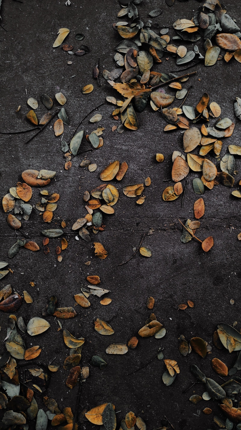 tree, coimbatore, outdoors, falling, brown, large group of objects, rug, food, flower, plant, no people, seafood, tarmac, money, nature, full frame, chocolate